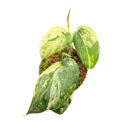 Scindapsus Silver Splash Variegata