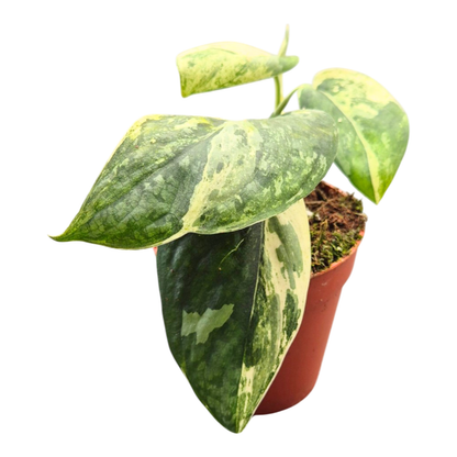 Scindapsus Silver Splash Variegata