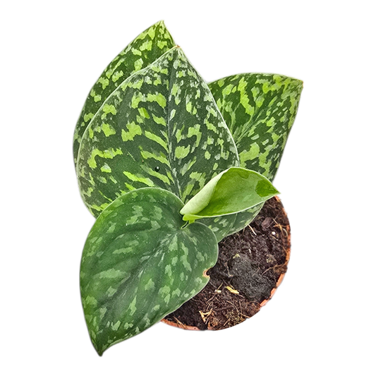 Scindapsus Snake Scale