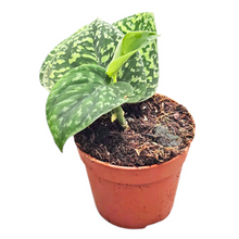 Scindapsus Snake Scale