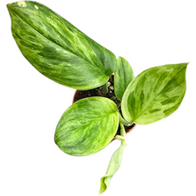 Scindapsus Treubii Aurea