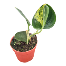 Scindapsus Treubii Dark Aurea