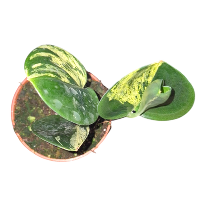 Scindapsus Treubii Dark Aurea