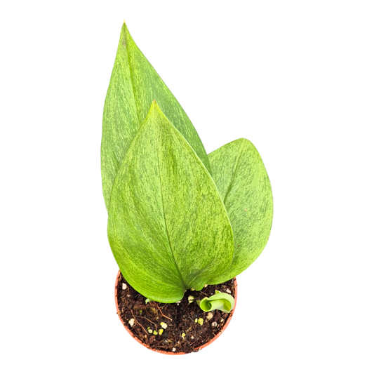 Scindapsus Treubii Mint