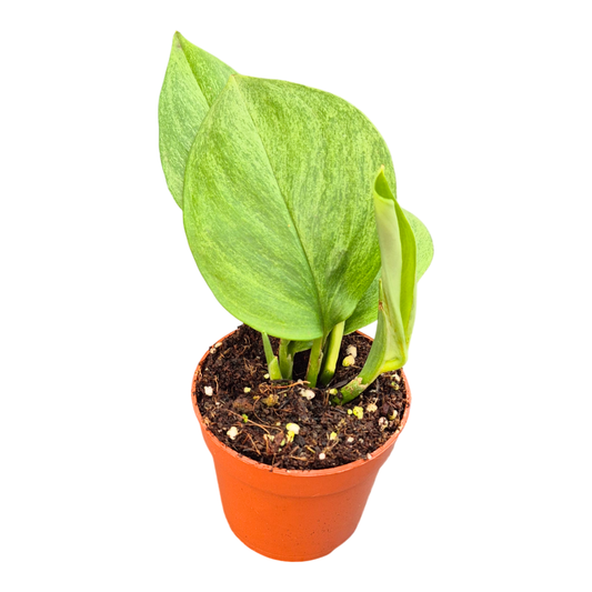 Scindapsus Treubii Mint