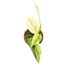 Scindapsus Treubii Moonlight Variegata Albo