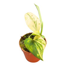Scindapsus Treubii Moonlight Variegata Albo