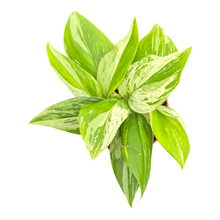 Scindapsus Treubii Moonlight Variegata Albo