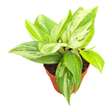 Scindapsus Treubii Moonlight Variegata Albo