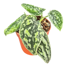 Scindapsus Tricolor Silver