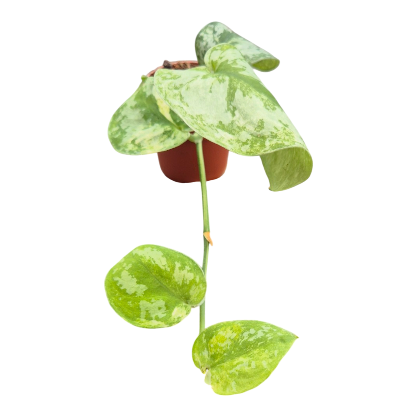 Scindapsus White Crystal