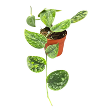 Scindapsus sp. Borneo