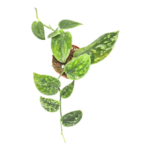 Scindapsus sp. Borneo