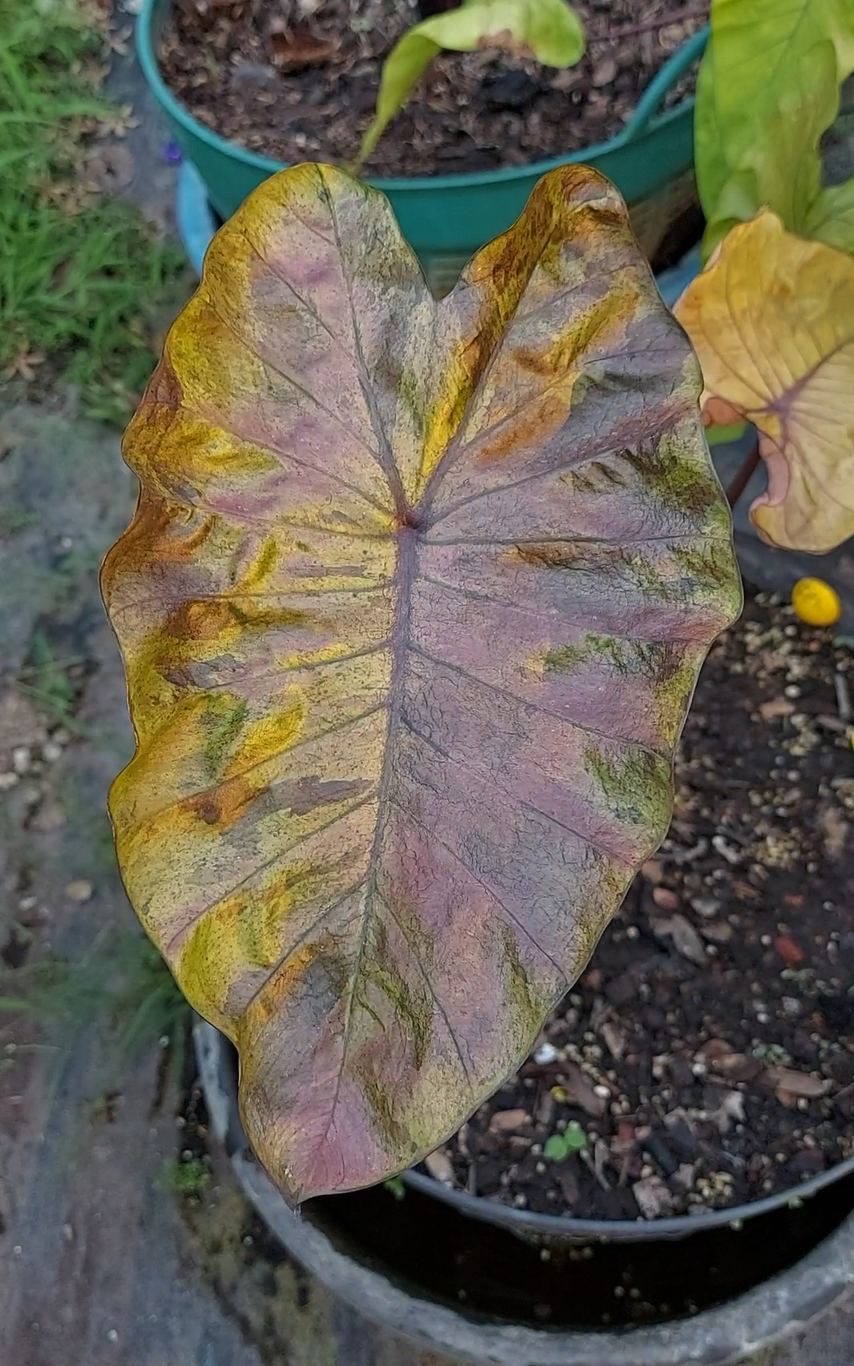 Colocasia hybride Stealth Crypto