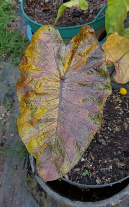 Colocasia hybride Stealth Crypto