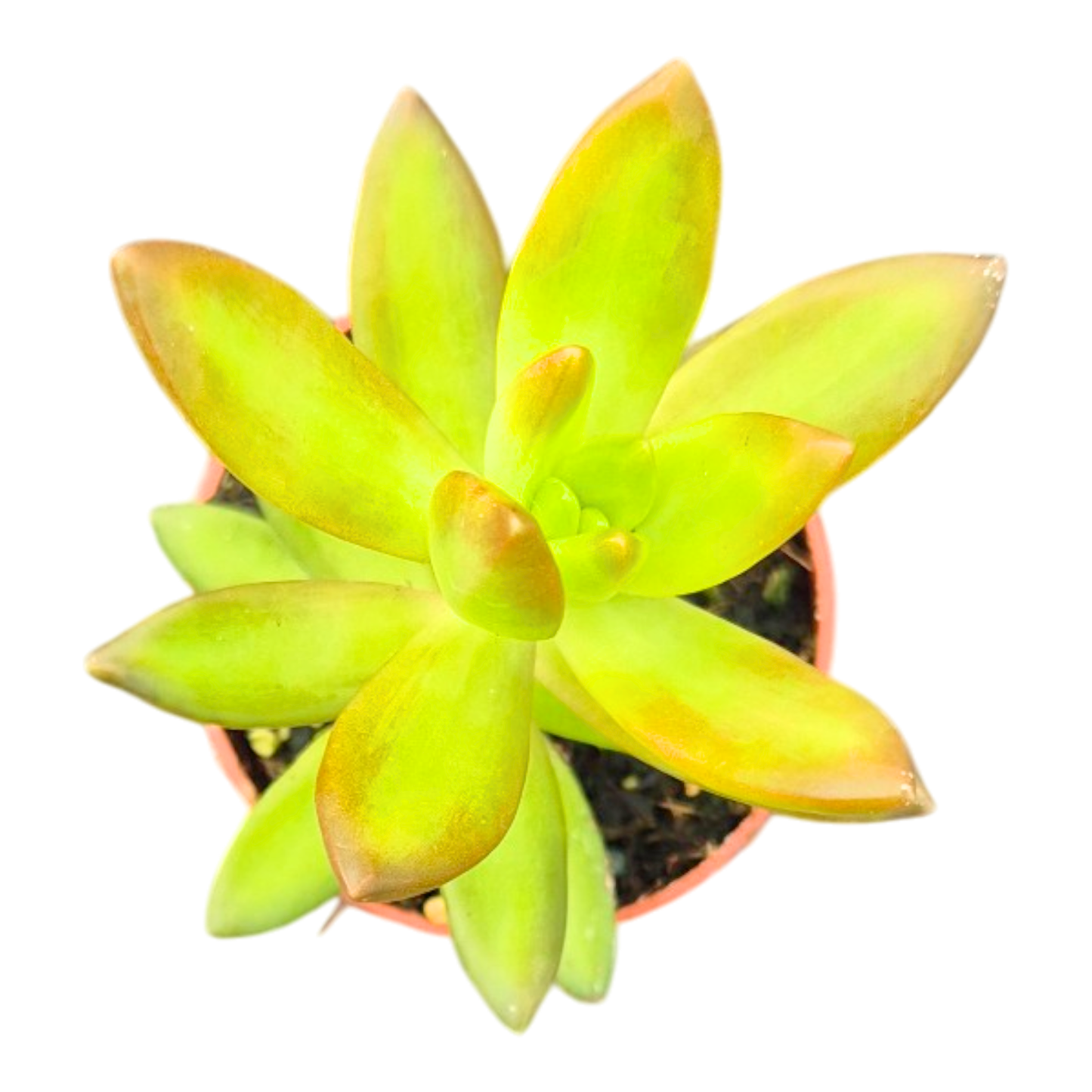 Sedum Adolphii