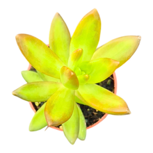 Sedum Adolphii
