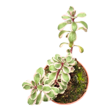 Sedum Spurium Variegatum
