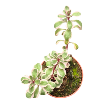 Sedum Spurium Variegatum