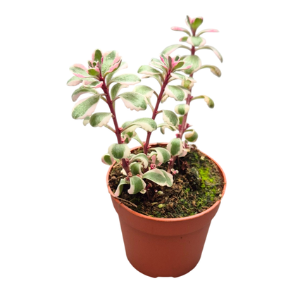 Sedum Spurium Variegatum