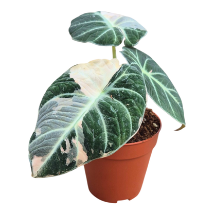 Selected Alocasia Black Velvet Albo Variegata