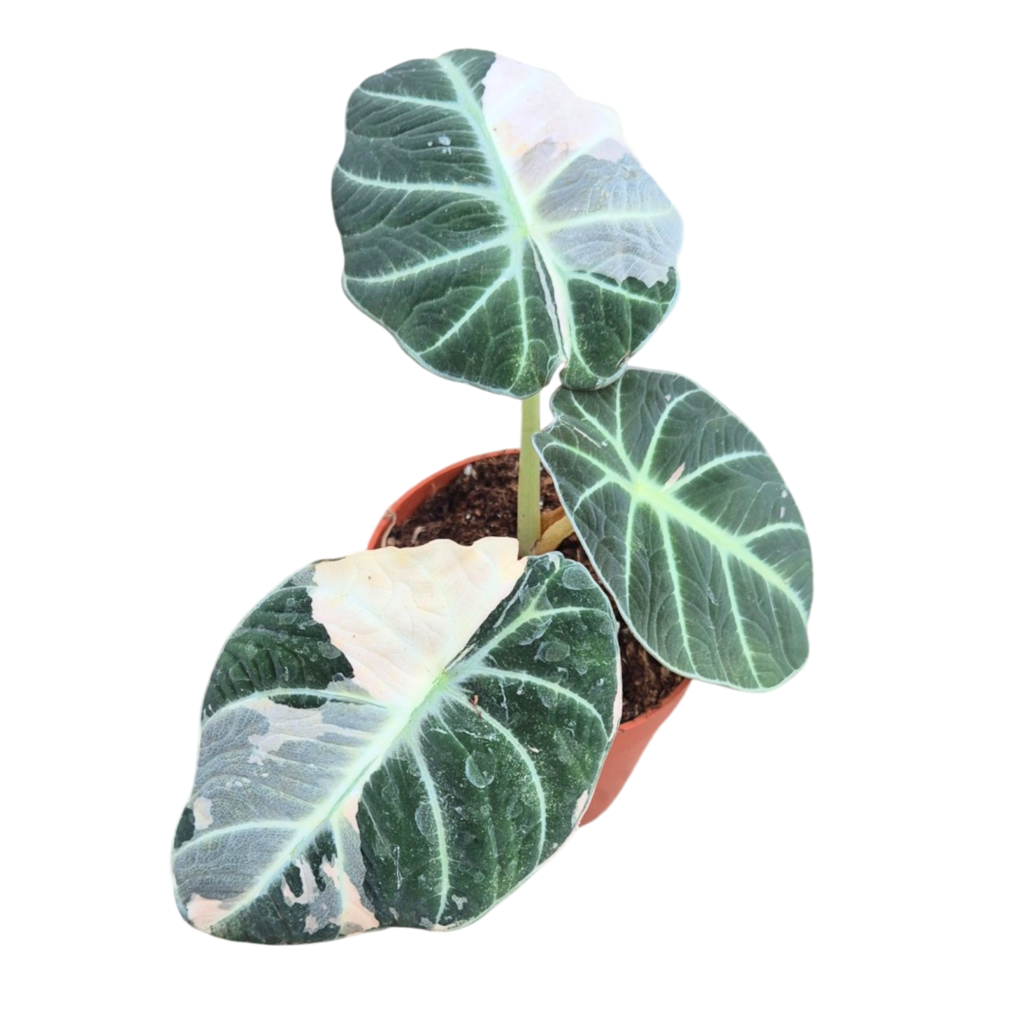 Selected Alocasia Black Velvet Albo Variegata