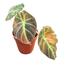 Selected Alocasia Black Velvet Aurea Variegata
