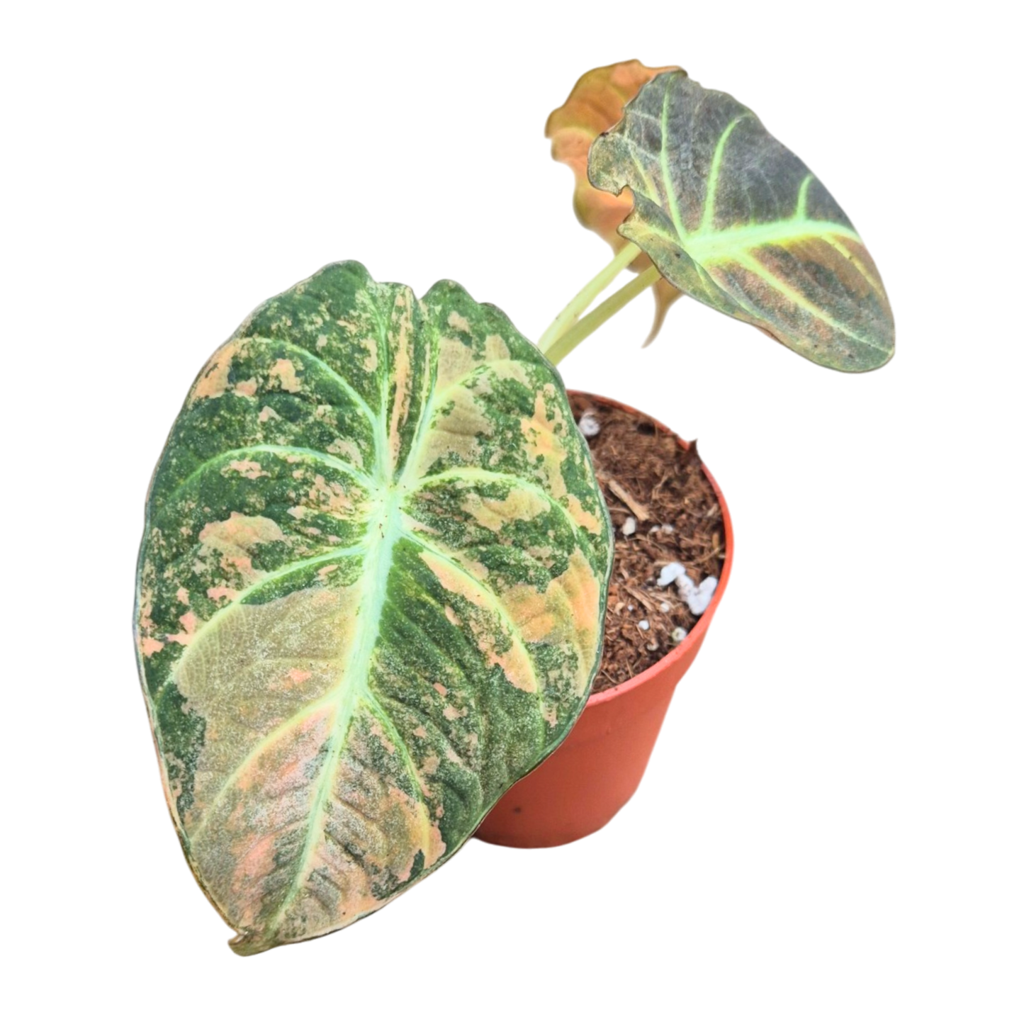 Selected Alocasia Black Velvet Aurea Variegata