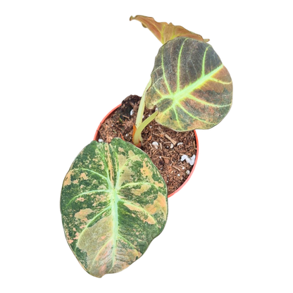 Selected Alocasia Black Velvet Aurea Variegata