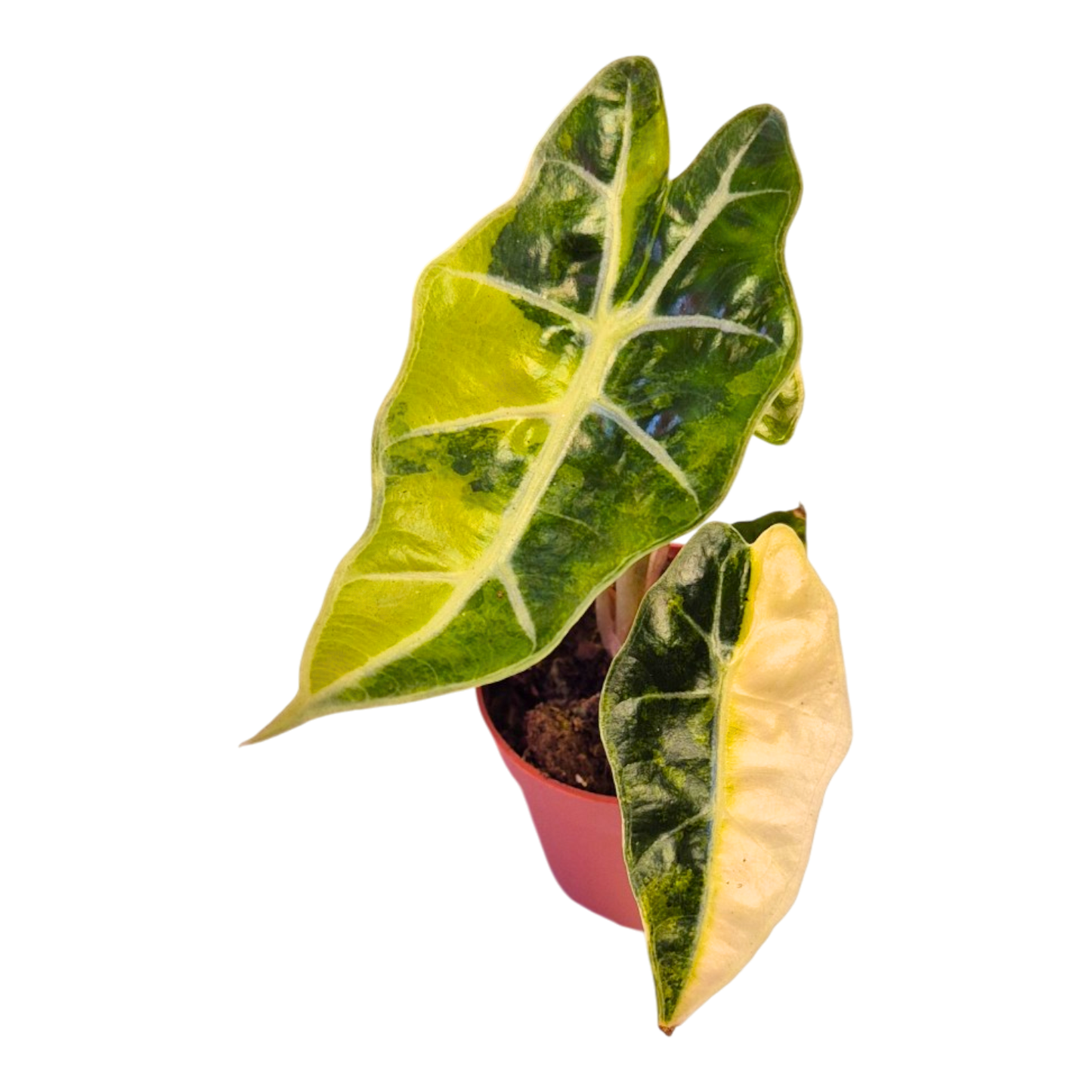 Selected Alocasia Mandalay Variegata