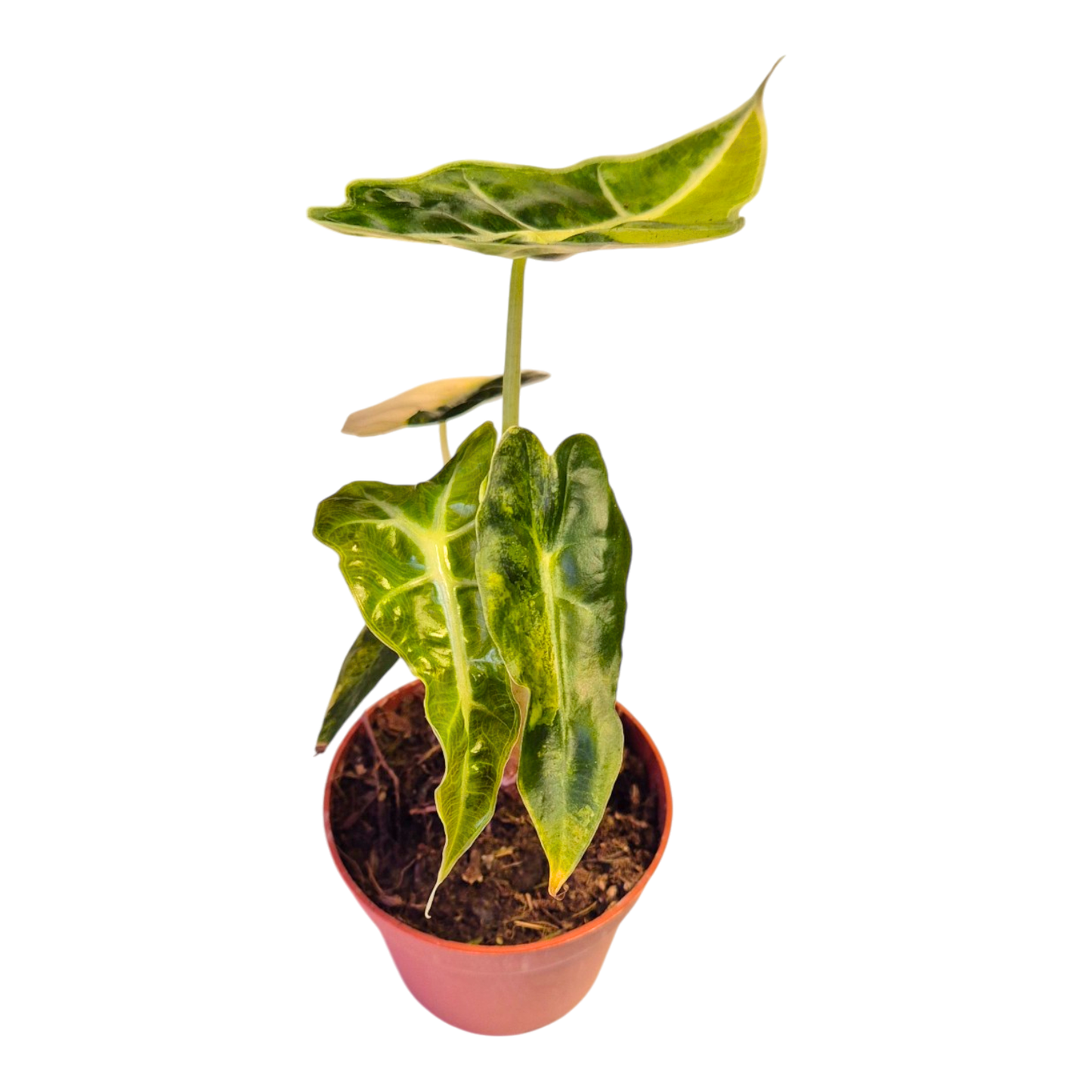 Selected Alocasia Mandalay Variegata