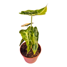 Ausgewählte Alocasia Mandalay Variegata