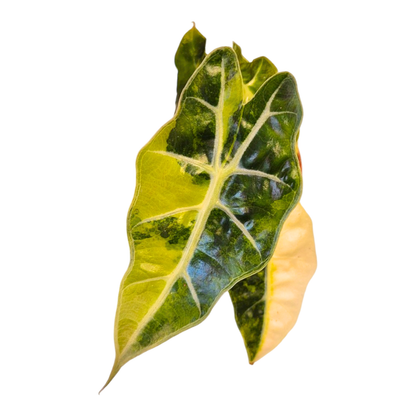 Selected Alocasia Mandalay Variegata