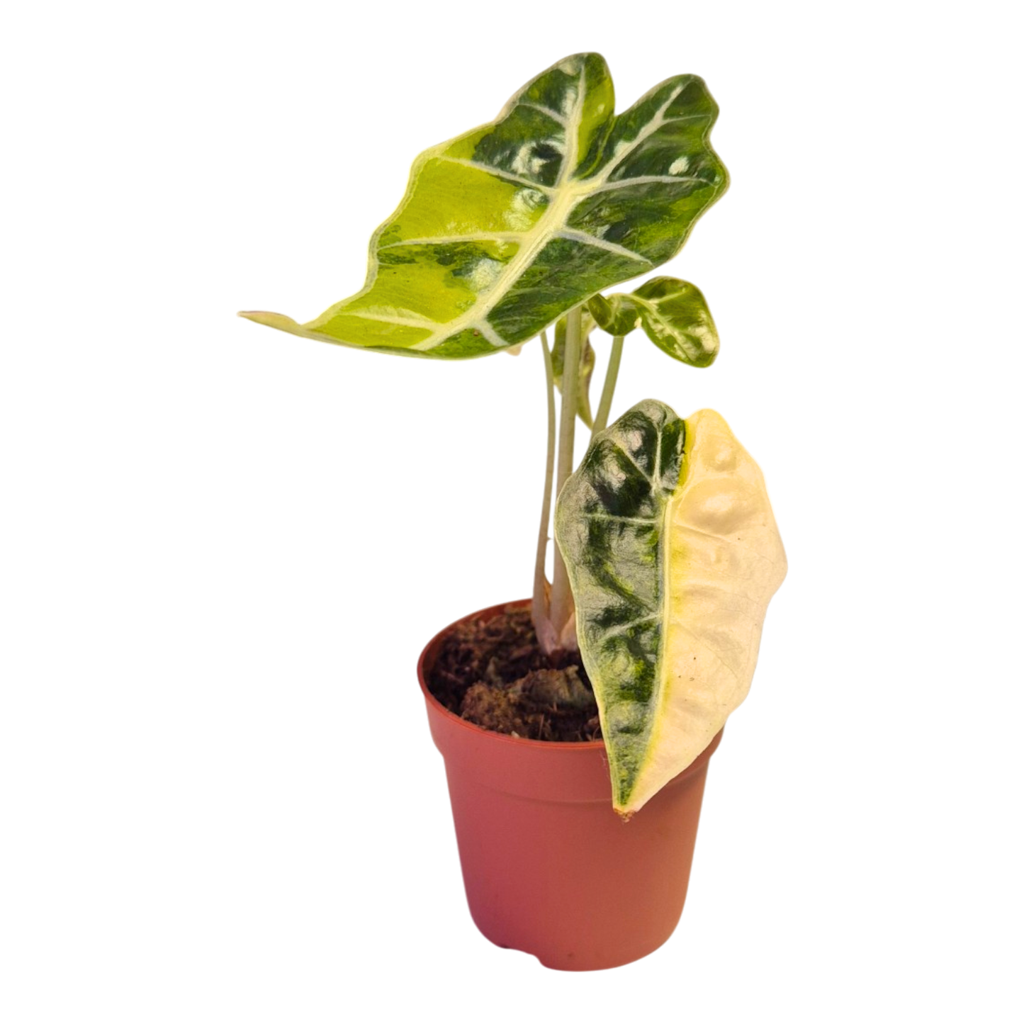 Selected Alocasia Mandalay Variegata