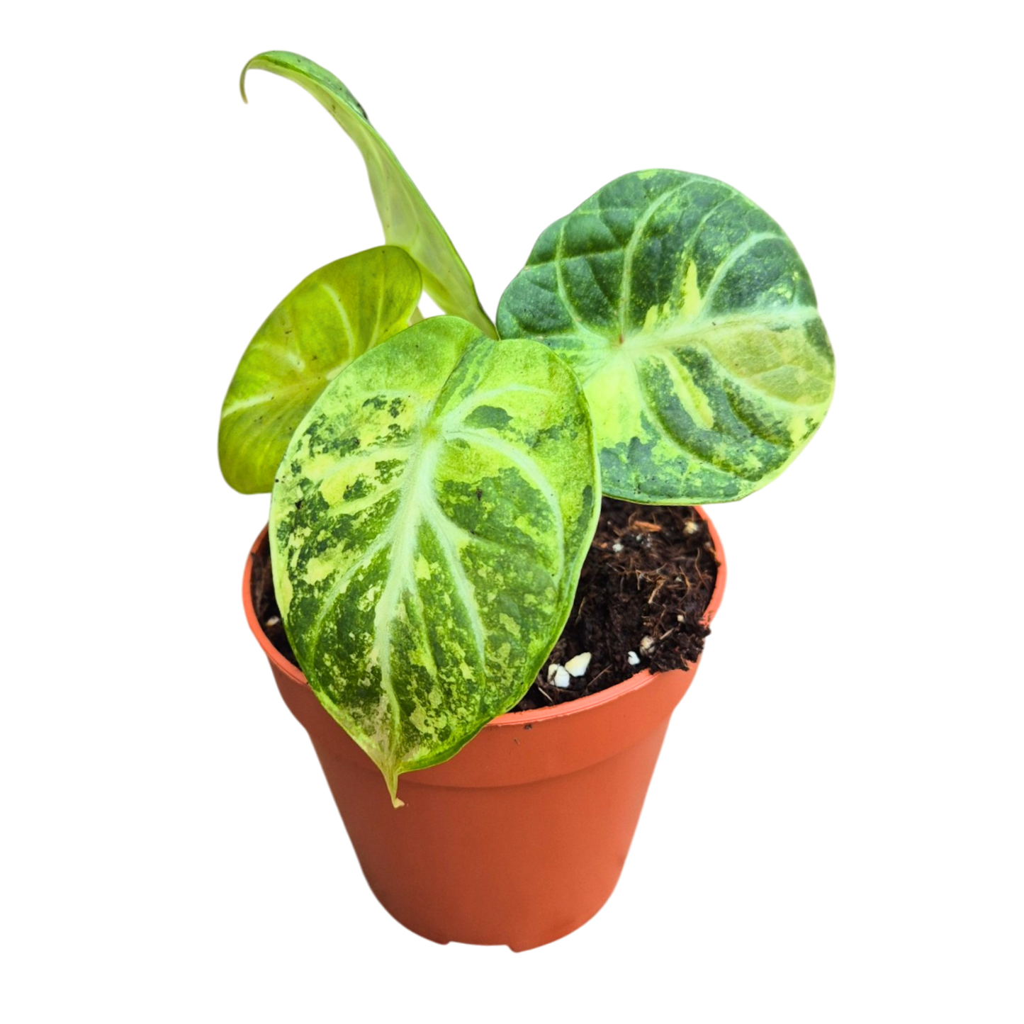 Selected Alocasia Ninja Albo Variegata