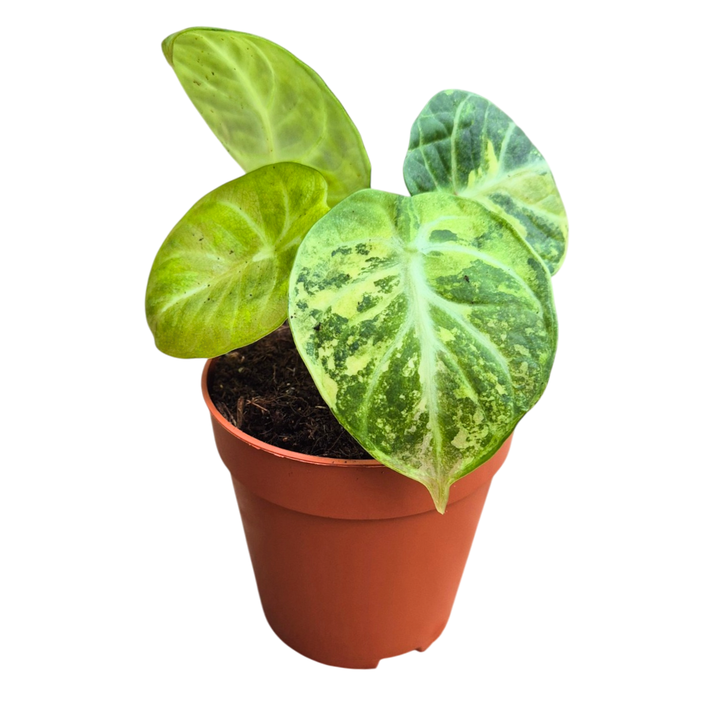 Selected Alocasia Ninja Albo Variegata