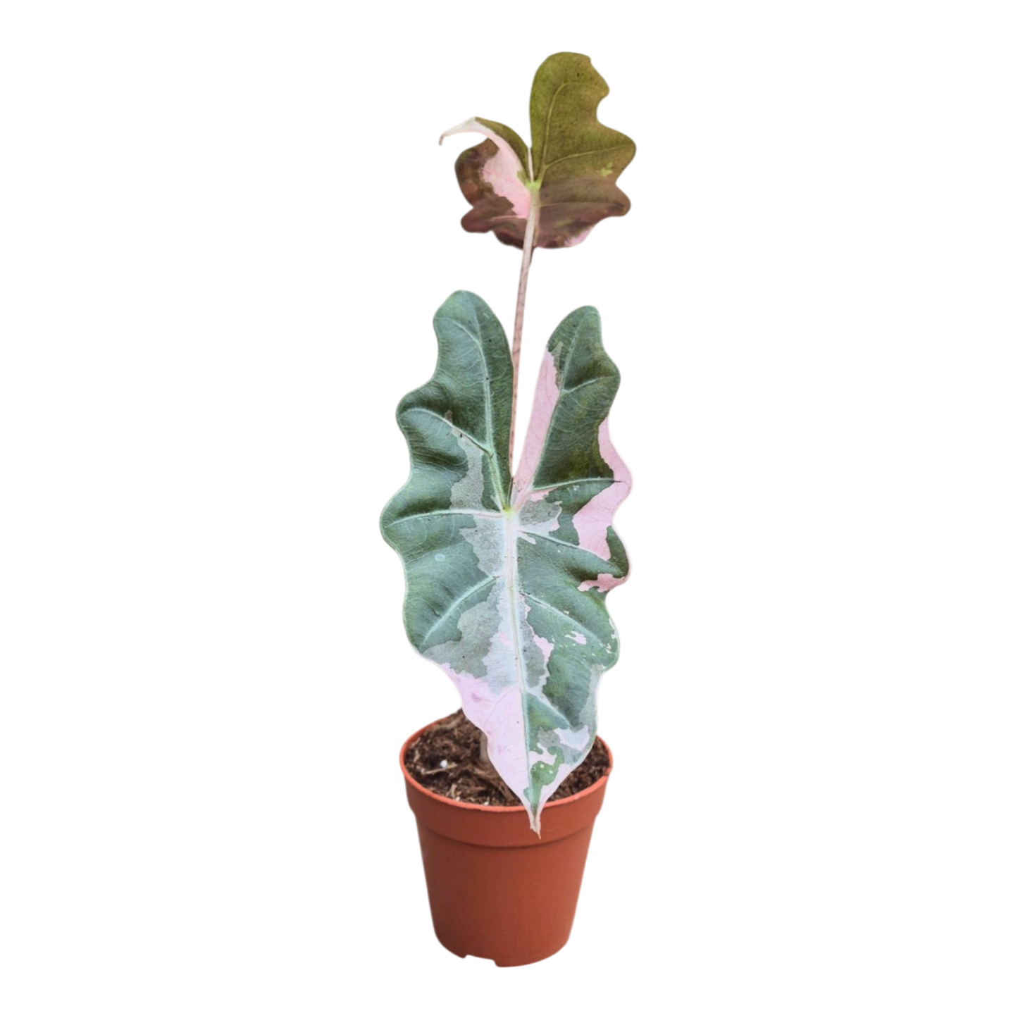 Selected Alocasia Pseudo Sanderiana Pink Variegata