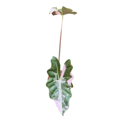 Selected Alocasia Pseudo Sanderiana Pink Variegata