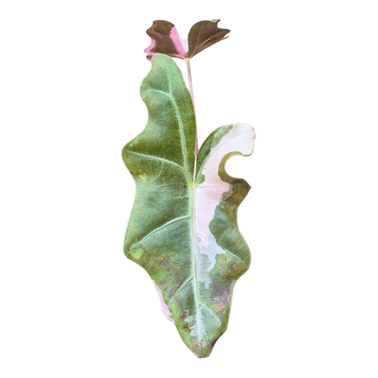 Selected Alocasia Pseudo Sanderiana Pink Variegata