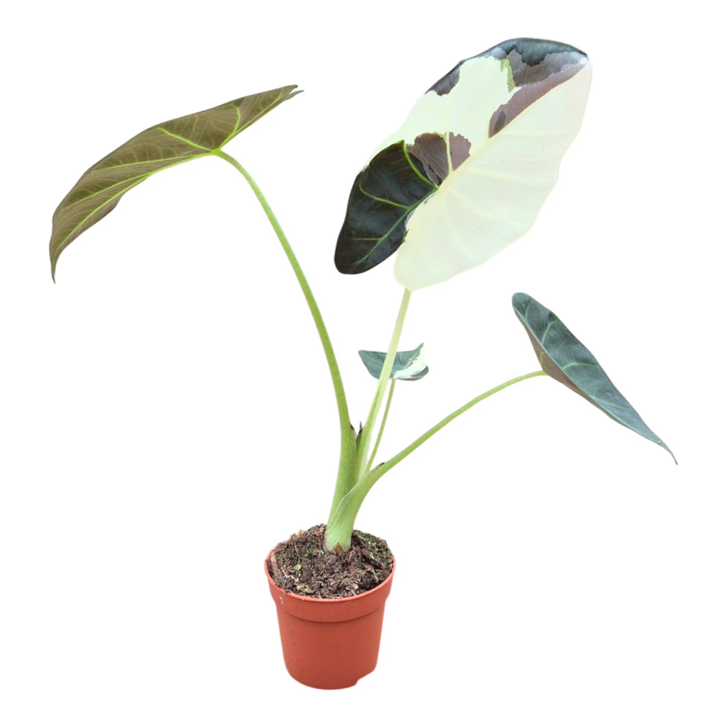 Selected Alocasia Regal Shields Variegata
