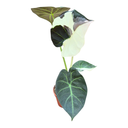 Selected Alocasia Regal Shields Variegata