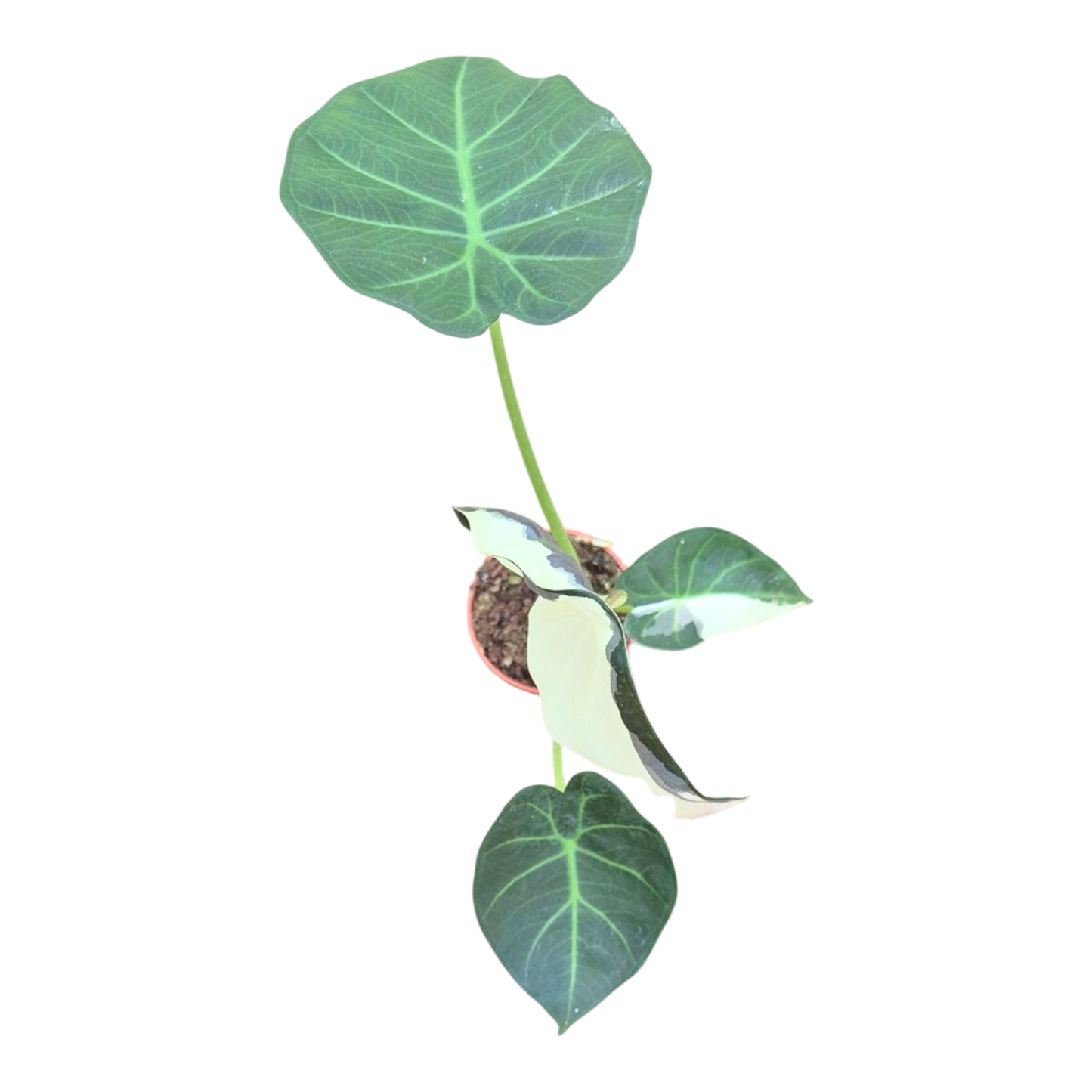 Selected Alocasia Regal Shields Variegata