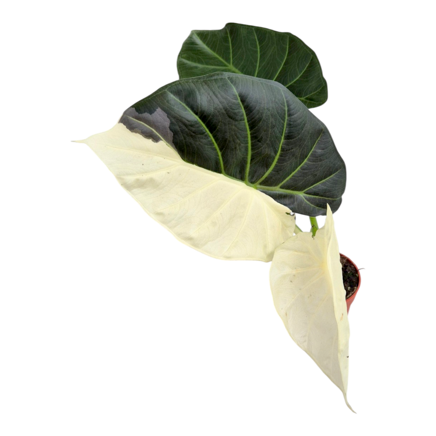 Alocasia Regal Shields Variegata