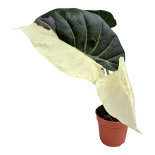 Selected Alocasia Regal Shields Variegata