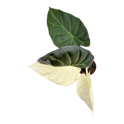 Alocasia Regal Shields Variegata