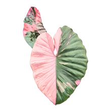 Selected Alocasia Serendipity Variegata