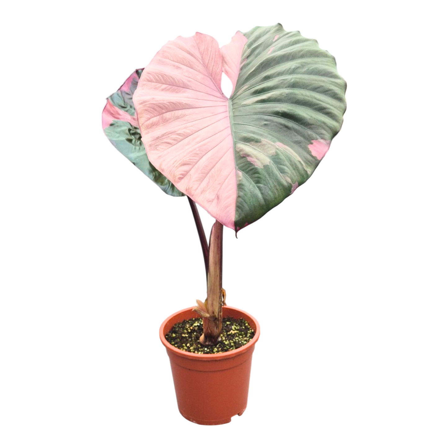 Selected Alocasia Serendipity Variegata