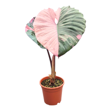 Selected Alocasia Serendipity Variegata