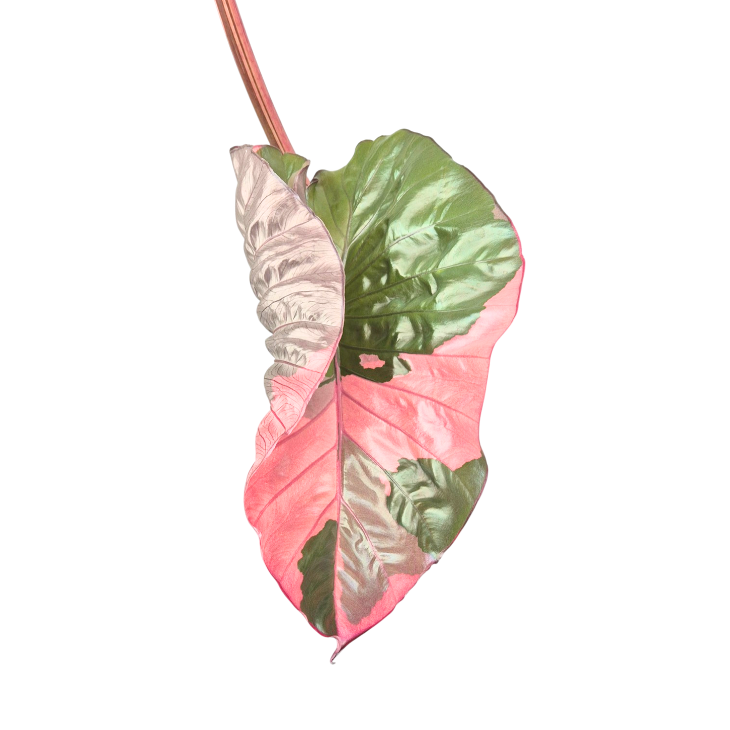 Selected Alocasia Serendipity Variegata
