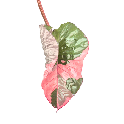 Selected Alocasia Serendipity Variegata
